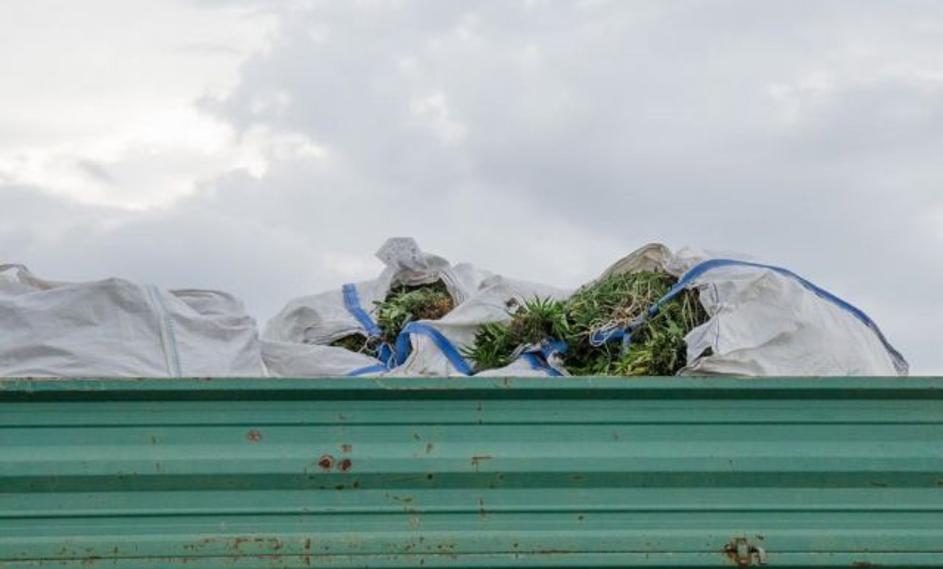 zaseg konoplje Lendava