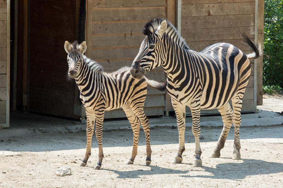 ZOO ljubljana ljubljanski živalski vrt zebra Sanaa