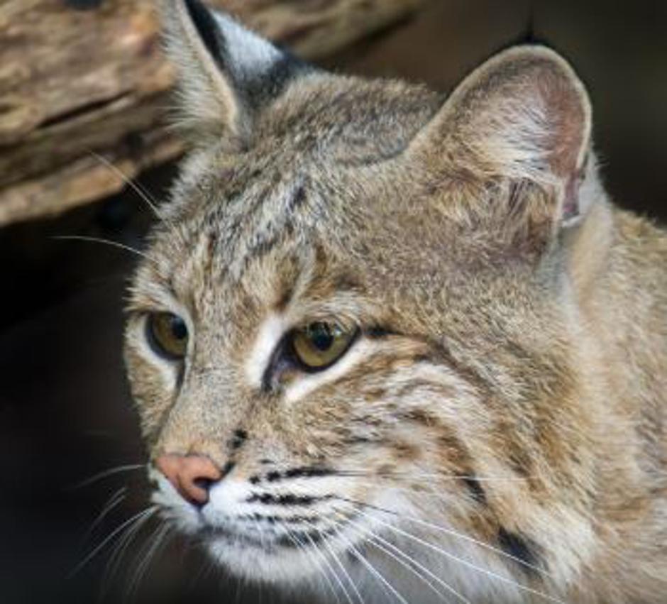 Risinja Ollie | Avtor: Youtube