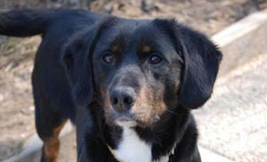 Daša | Avtor: Zavetišče Horjul