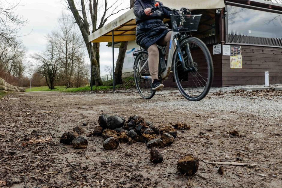 konjska figa, hipodrom stožice | Avtor: Saša Despot