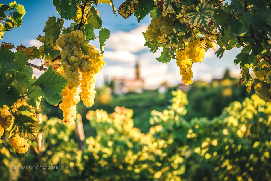 Goriška Brda | Avtor: TIC Brda