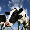Krave z imeni proizvedejo več mleka. (Foto: Shutterstock)