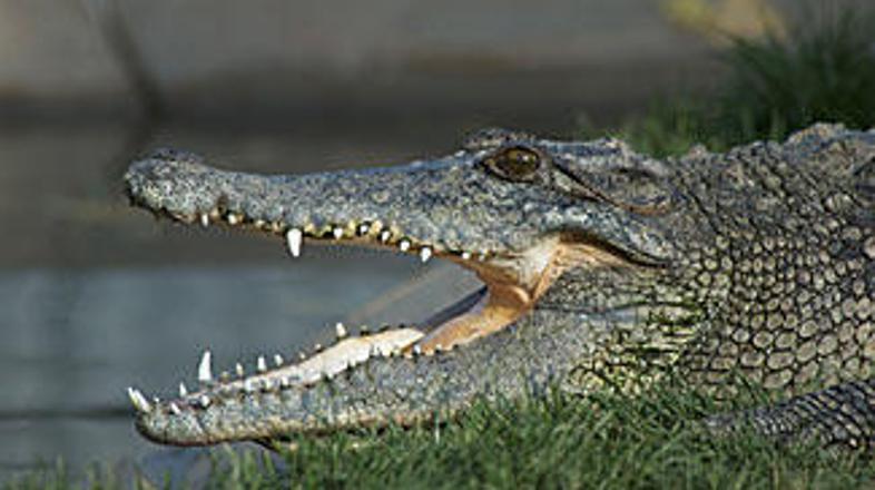 Ženska iz Avstralije je za las ušla krokodiljim čeljustim, rešil pa jo je mož.