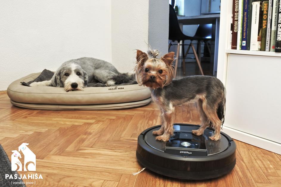 Roomba v Pasji hiši