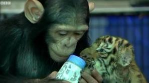 Dodo šimpanz, hranjenje, tiger, živalski vrt