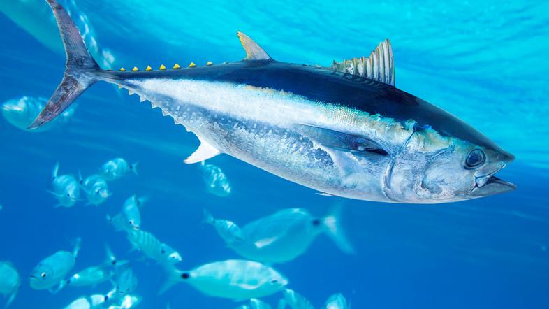 pacifiški modroplavuti tun