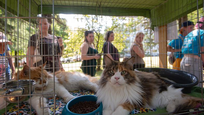 Festival za ljubitelje žiivali