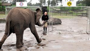 slon slonica Nelly Hodenhagen ZOO živalski vrt Borussia Dortmund Bayern
