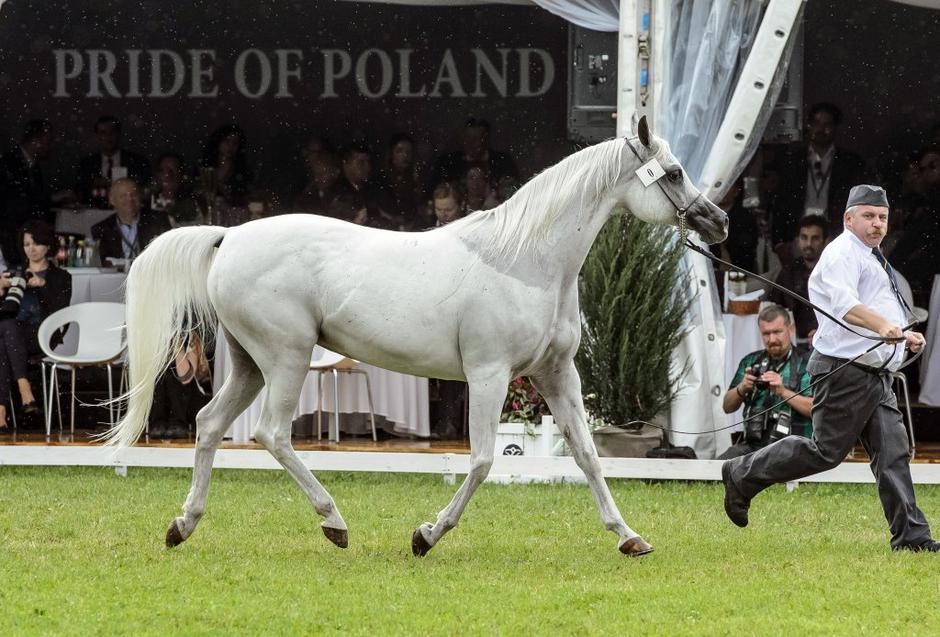 Dan arabskih konj | Avtor: EPA