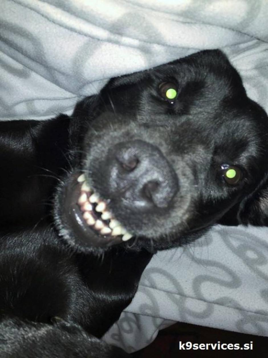 Tara se smeji | Avtor: Andreja Cilenšek