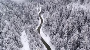 Slovenija gozd pokrajina sneg