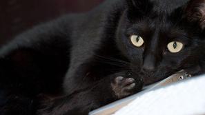 Črna mačka