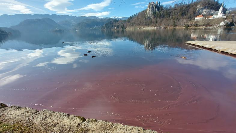 Bled, Blejsko jezero, cvetenje