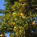 yuzu, cedevita
