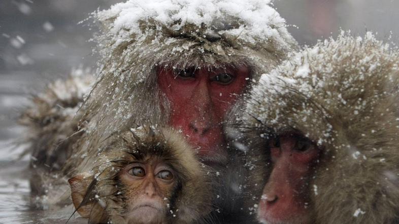 Japonski makaki v toplih vrelcih