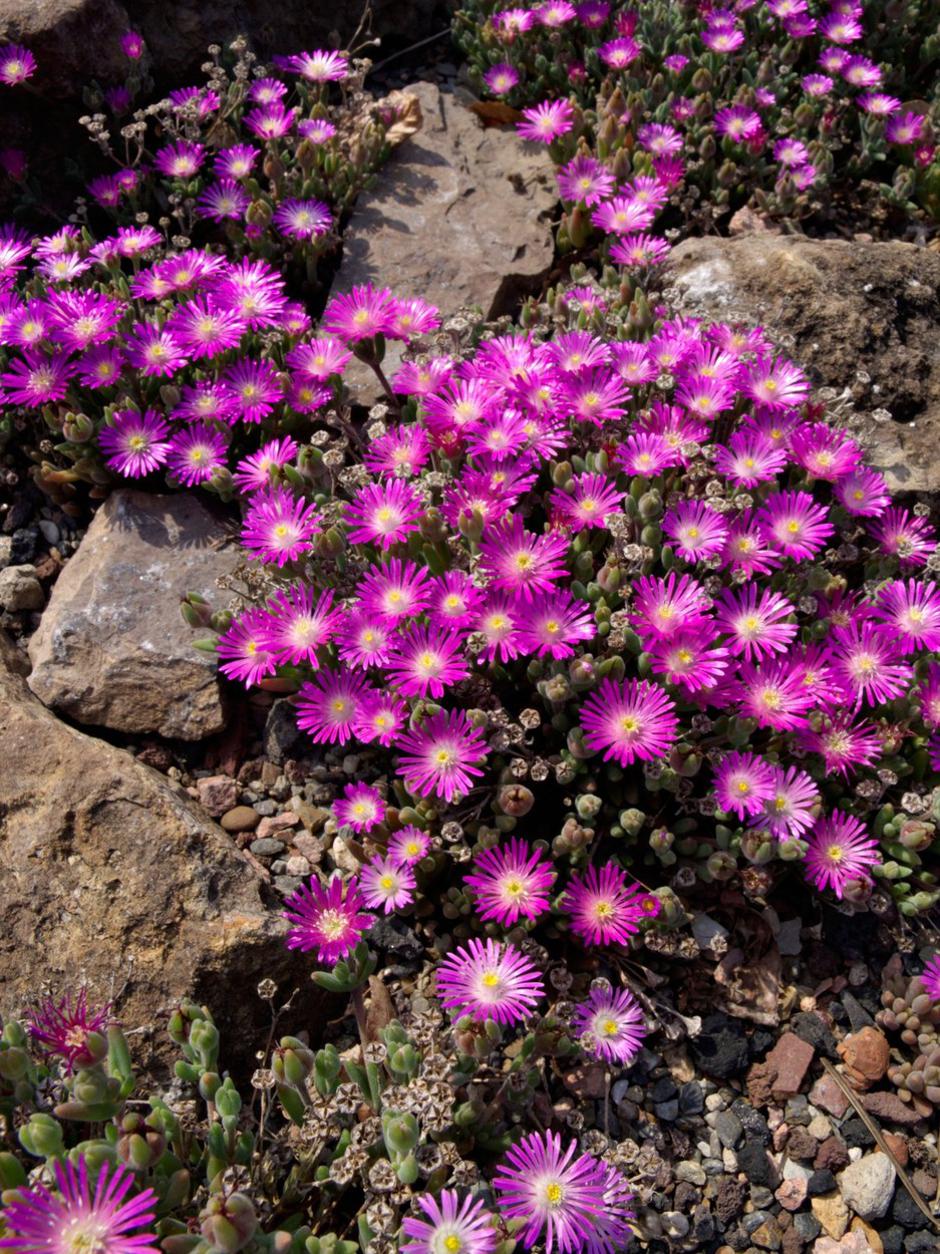 Delosperma | Avtor: Profimedia