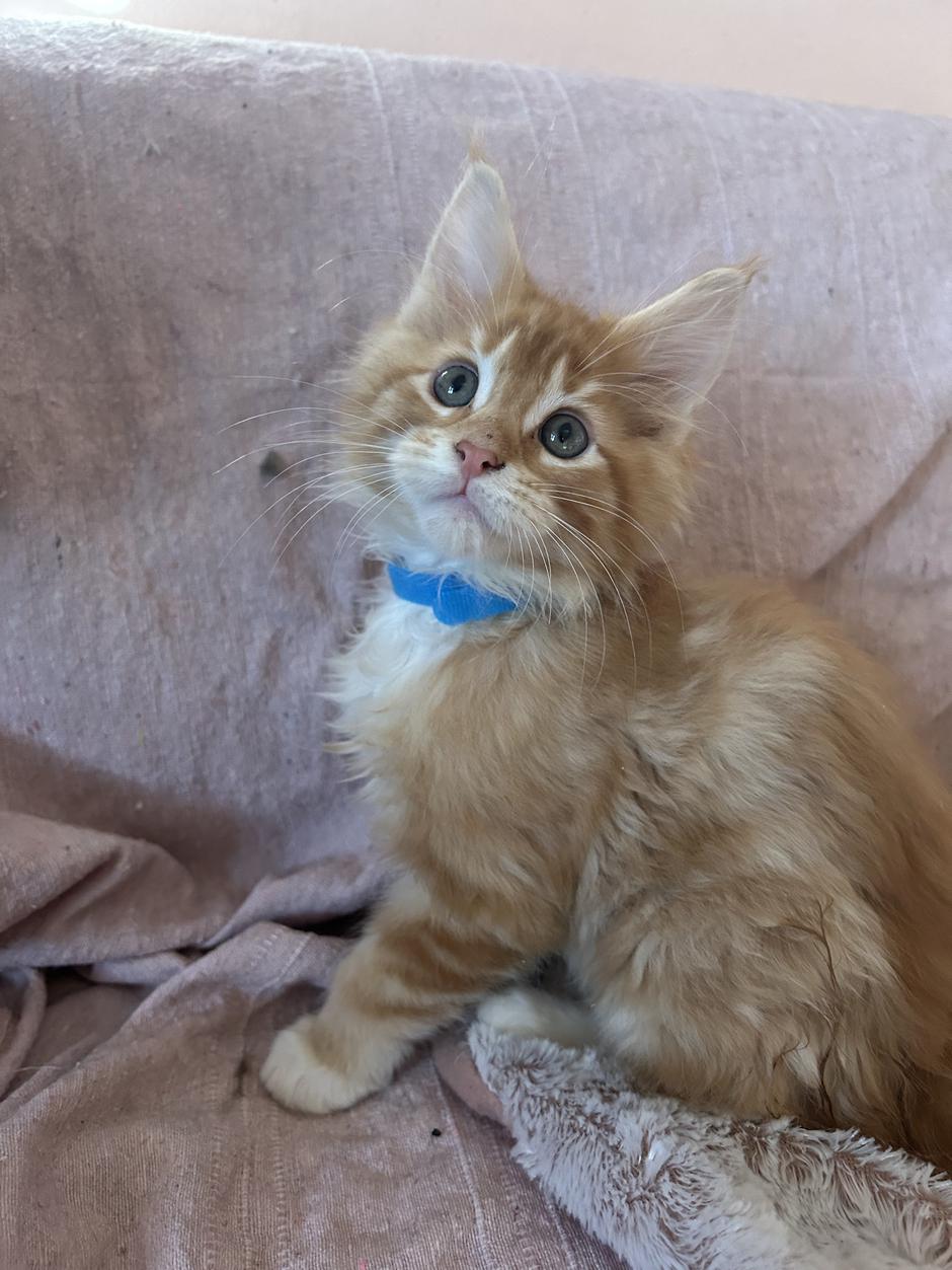 maine coon alison spačal | Avtor: Alison Spačal