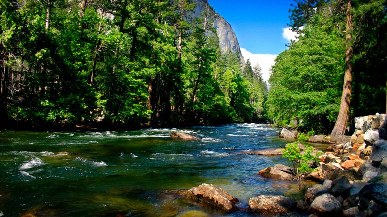 narava, jezero, gozd