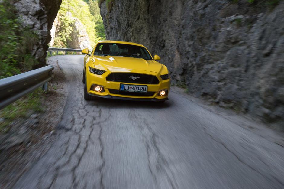 mustang | Avtor: Anže Petkovšek