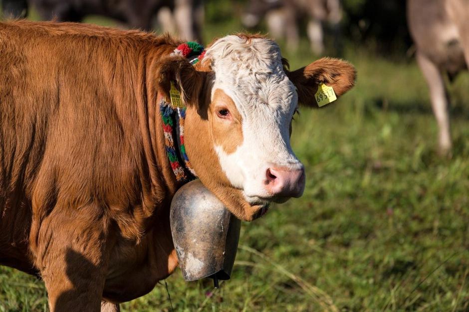 Krava z zvoncem | Avtor: Profimedias