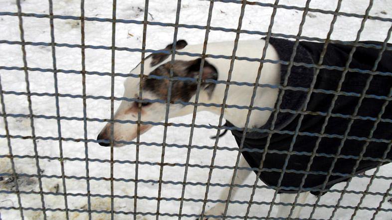 Samec je ob našem obisku drgetal od mraza. (Foto: Zurnal24)