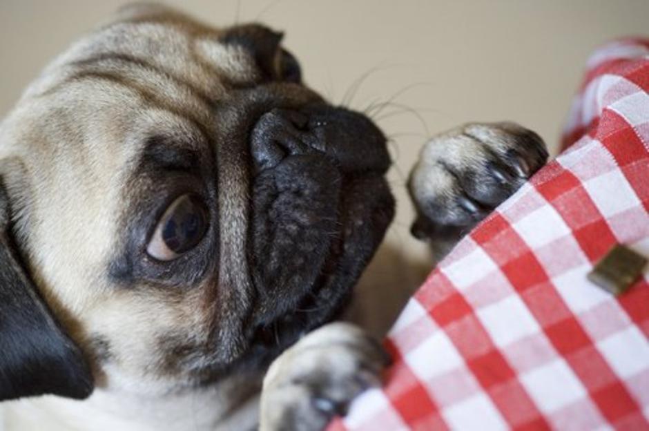 Pes | Avtor: Profimedias