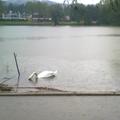 Poplavlja tudi Koseški bajer v Ljubljani