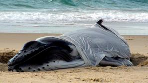 kit grbavec, Avstralija