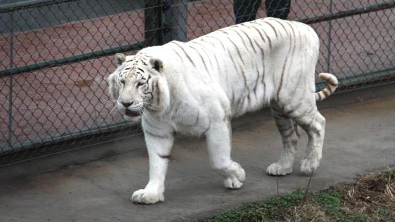 Za posledicami podhranjenosti je v kitajskem živalskem vrtu umrlo 11 sibirskih t