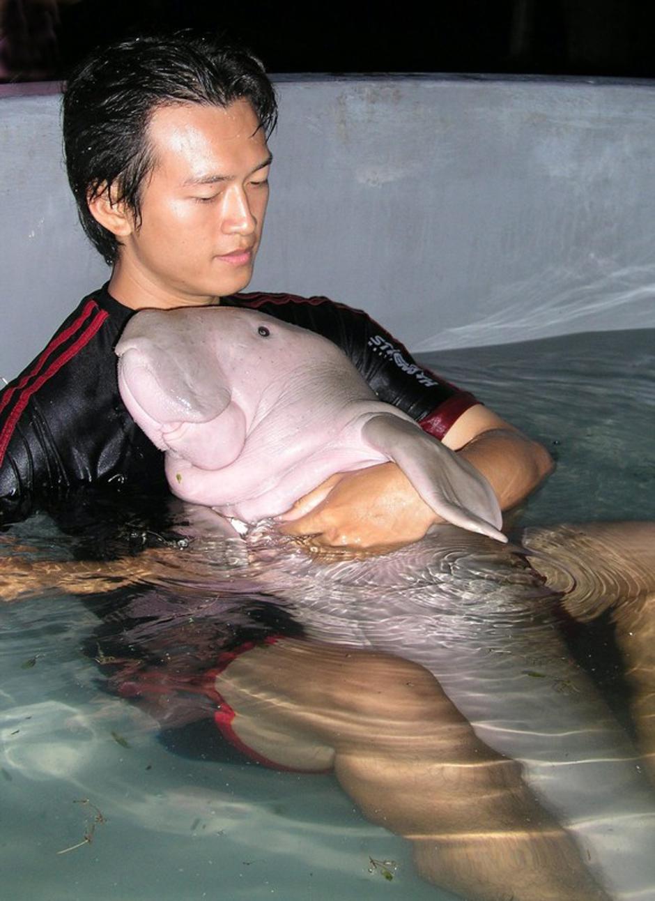 Dugong dugon | Avtor: Epa