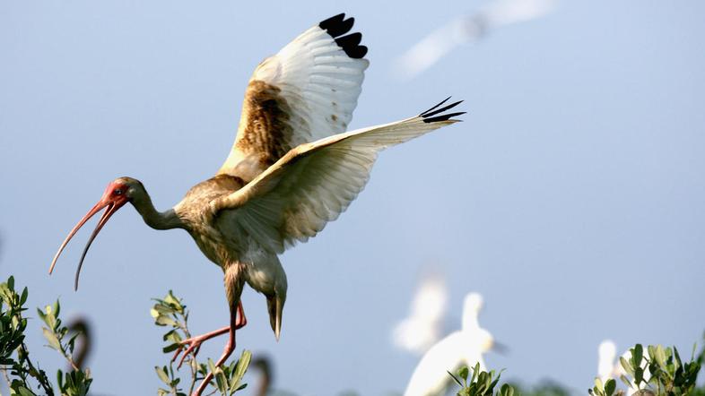 Beli ibis (Foto: Reuters)