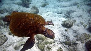 V redki želvi se je naselilo božanstvo. (Slika je simbolična, foto: AFP)