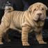 Shar Pei