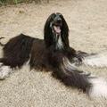 Snuppy, prvi klonirani pes na svetu ima potomce.