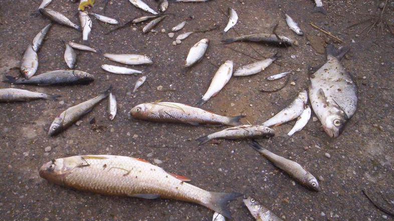 V potoku Lendava je poginilo 1000 kilogramov rib.