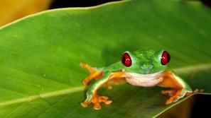 Ne samo žabe, tudi za slone so ugotovili, da se lahko sporazumevajo s tresljaji 