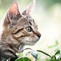 (Foto: Shutterstock)