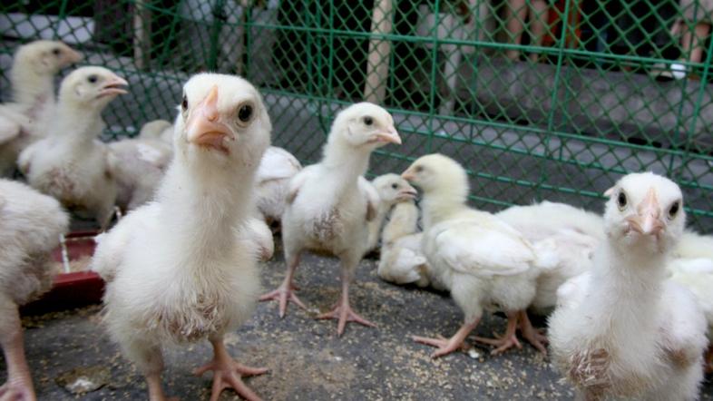 Ptičja gripa bi se lahko vrnila, opozarjajo na ZN.