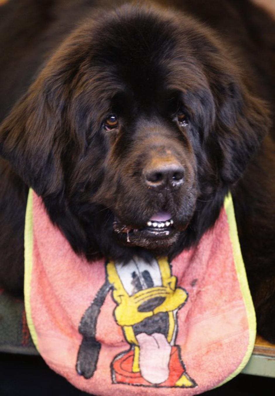 Novofudlanec | Avtor: EPA