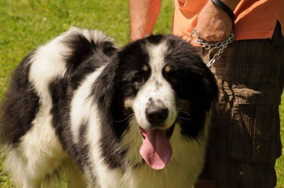 Tornjak | Avtor: Profimedia