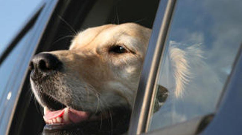 Psu odprite okno le toliko, da bo imel svež zrak. Čeprav uživa v vetru, mu ne do