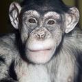 Šimpanz Joko