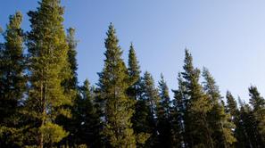 Za 41-letnega Bohinjčana se je žaganje smreke končalo tragično. (Foto: Shutterst