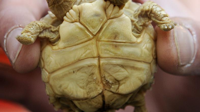 želva, dvoglava, Slovaška, Magdalena