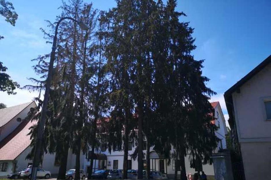 Smreka, lubadar, kapucinski samostan v Škofji Loki | Avtor: Občina Škofja Loka