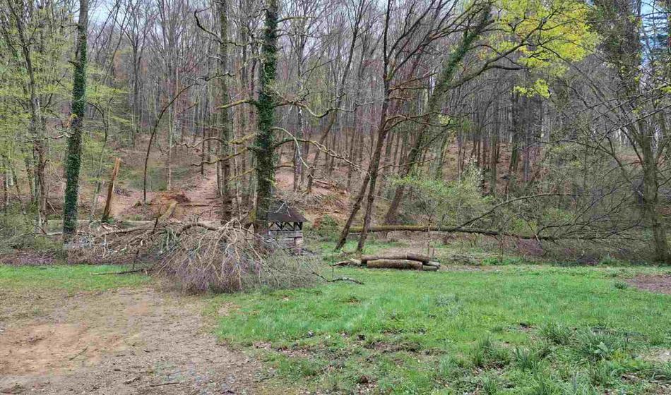 Ne hodite v gozd! Gozdovi so v katastrofalnem stanju