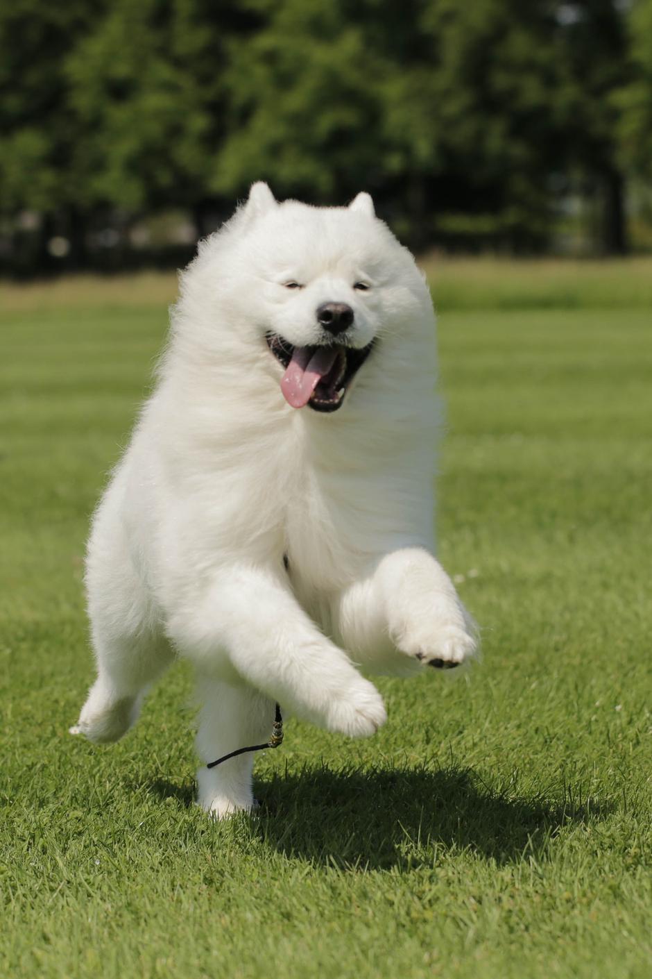 Samojed | Avtor: Matejka Celarc Perčič