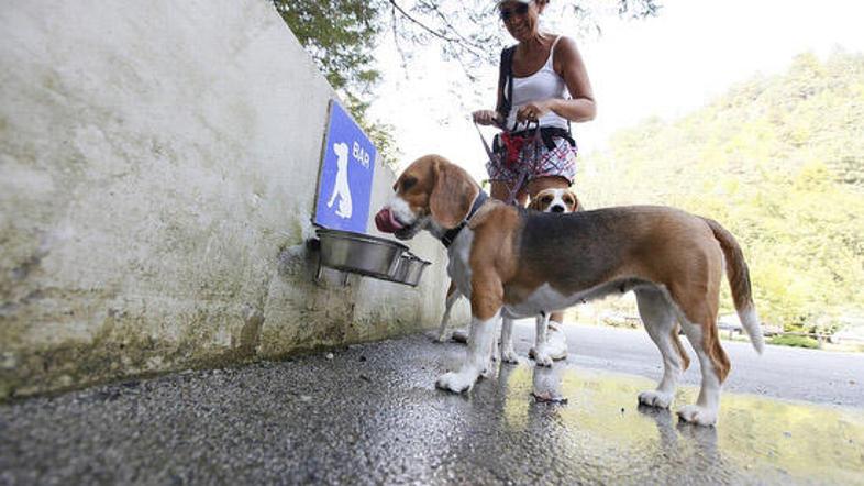 V kampu je dobro poskrbljeno tudi za pasje štirinožce, med drugim imajo celo svo