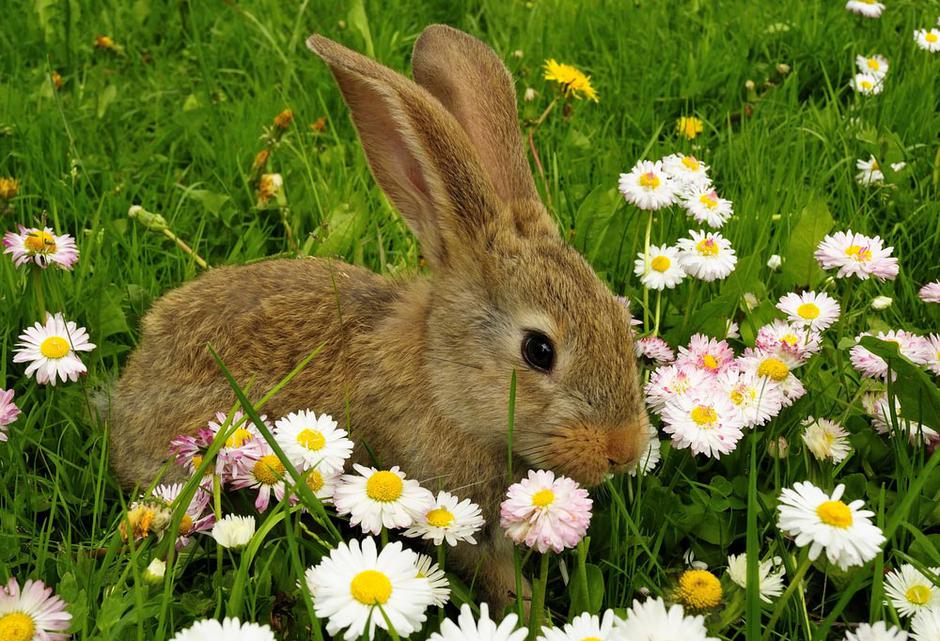 Zajec  | Avtor: Shutterstock